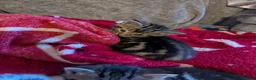 Persian cats for sale: 3 X long haired, Doll faced Persian kittens cross  - Advert 6