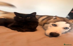 Siberian Husky dogs for sale: ASAP beautiful husky/malamute boy - Image 10