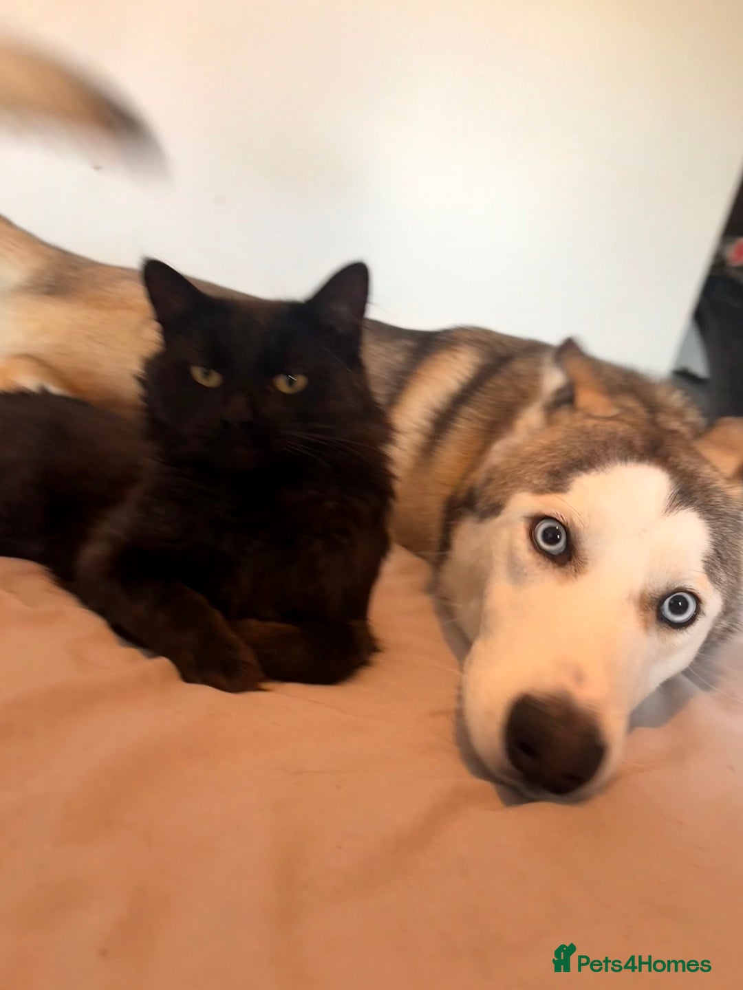 Siberian Husky dogs for sale: ASAP beautiful husky/malamute boy - Image 10