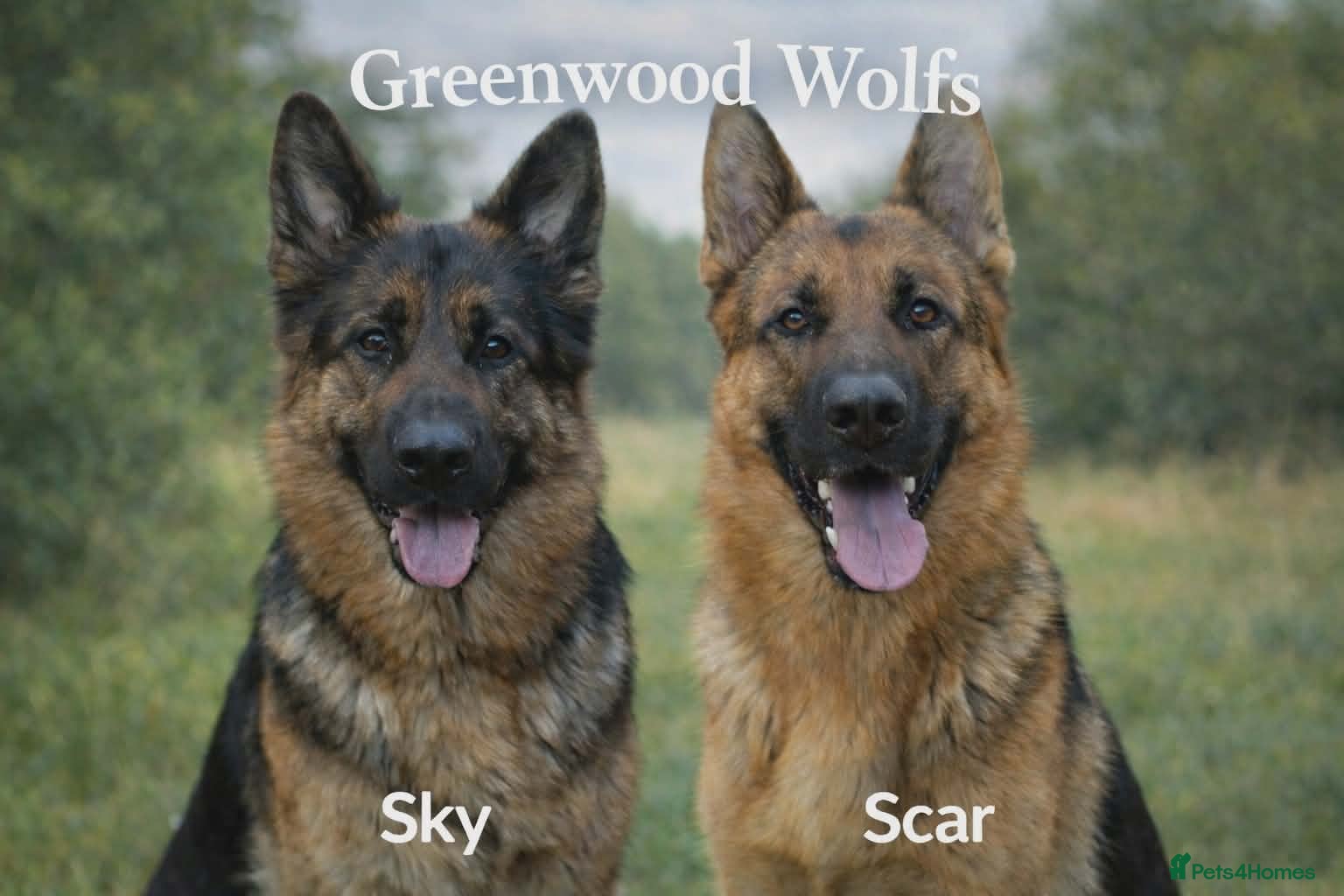 German Shepherd dogs Beautiful German Shepherd Puppies - Advert 1