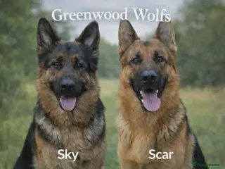 German Shepherd dogs Beautiful German Shepherd Puppies - Advert 1