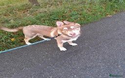 Mixed Breed dogs for sale: 6 month old siberian husky x labrador male - Image 2