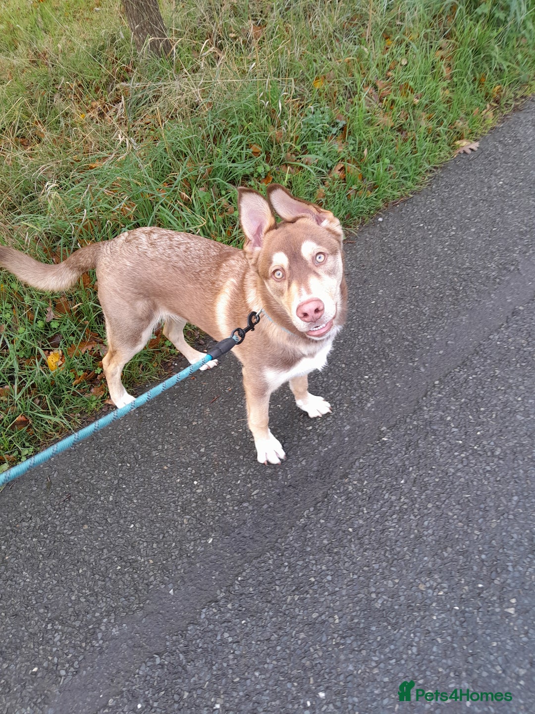 Mixed Breed dogs for sale: 6 month old siberian husky x labrador male - Image 2