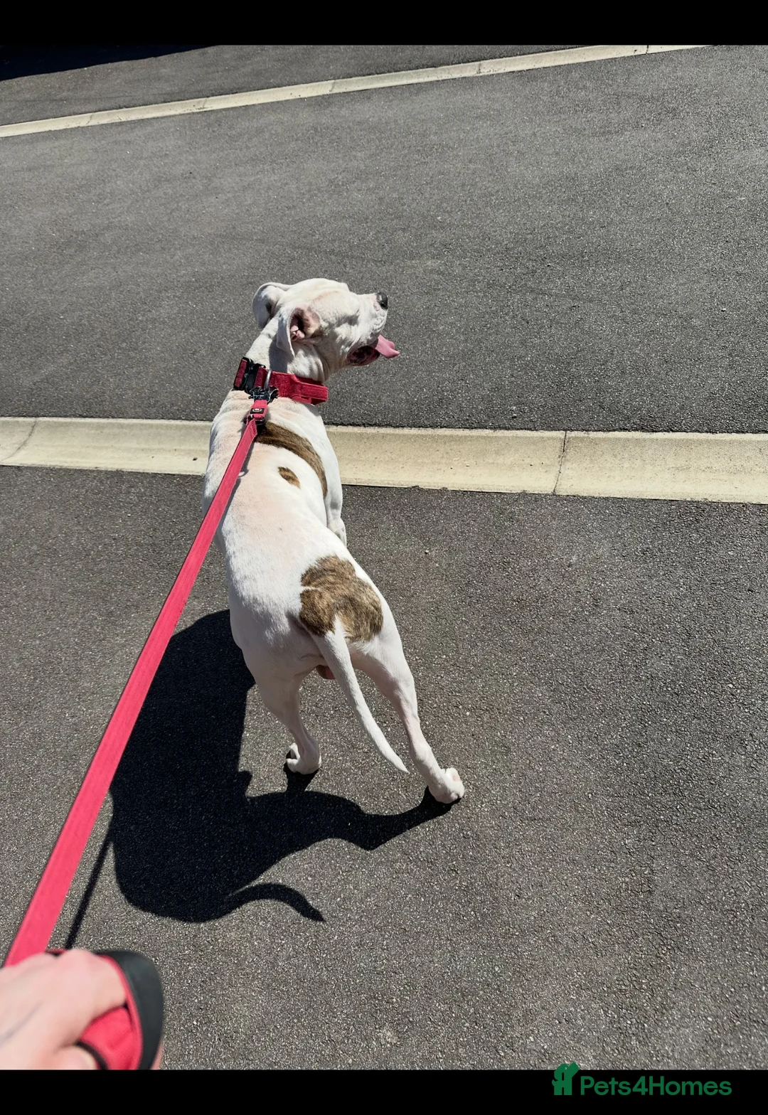 American Bulldog dogs for sale: Lovely kind DEAF American bulldog - Advert 7