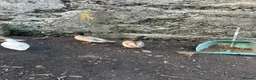 Ducks poultry for sale: Two call duck cross mallard drakes - Advert 3