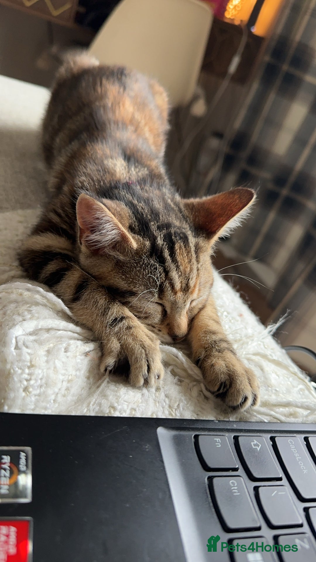 Domestic Shorthair cats for sale: Domestic short hair female - Image 4