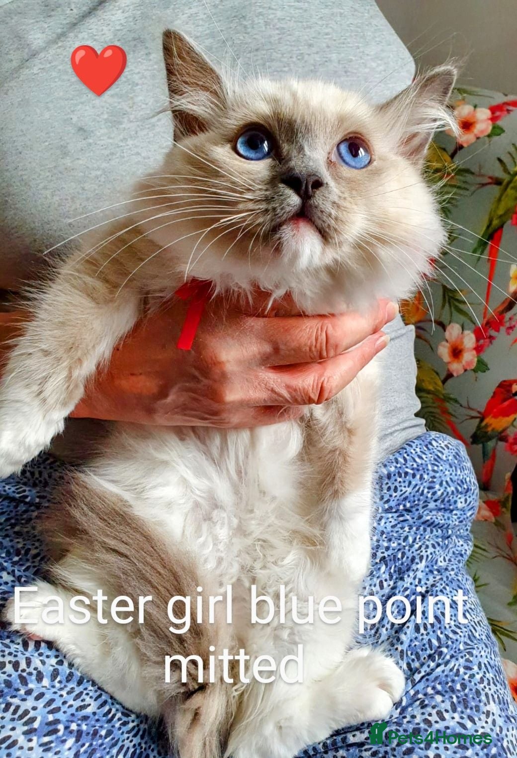 Ragdoll cats GCCF registered ragdoll girl for sale  - Advert 12