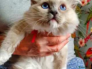 Ragdoll cats GCCF registered ragdoll girl for sale - Advert 12
