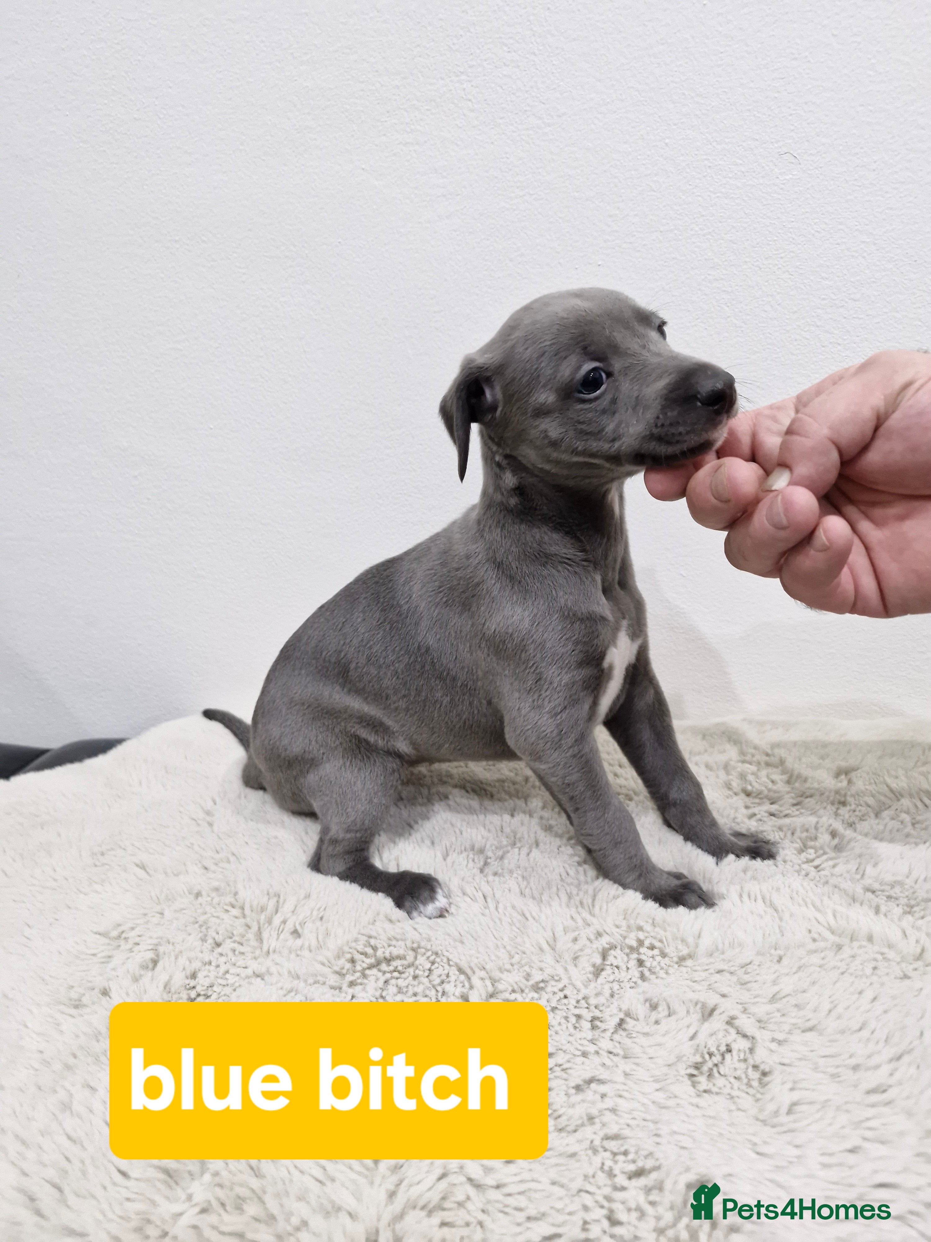 Whippet dogs KC Reg Whippet Puppies for sale  - Advert 5