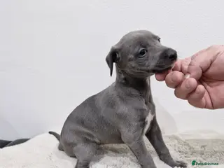 Whippet dogs KC Reg Whippet Puppies for sale - Advert 5