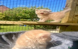 Ragcoon cats for sale: Ragdol x Main Coon  - Image 6