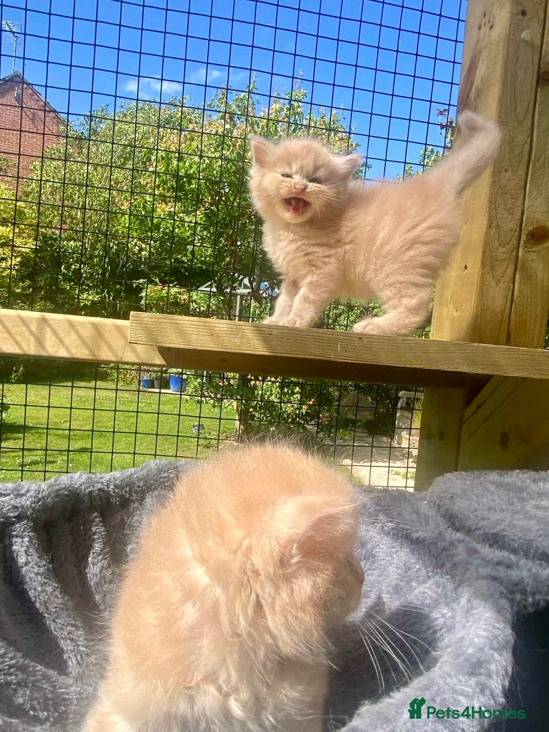 Ragcoon cats for sale: Ragdol x Main Coon  - Image 6