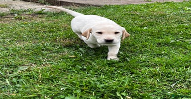 Labrador Retriever dogs - Advert 11