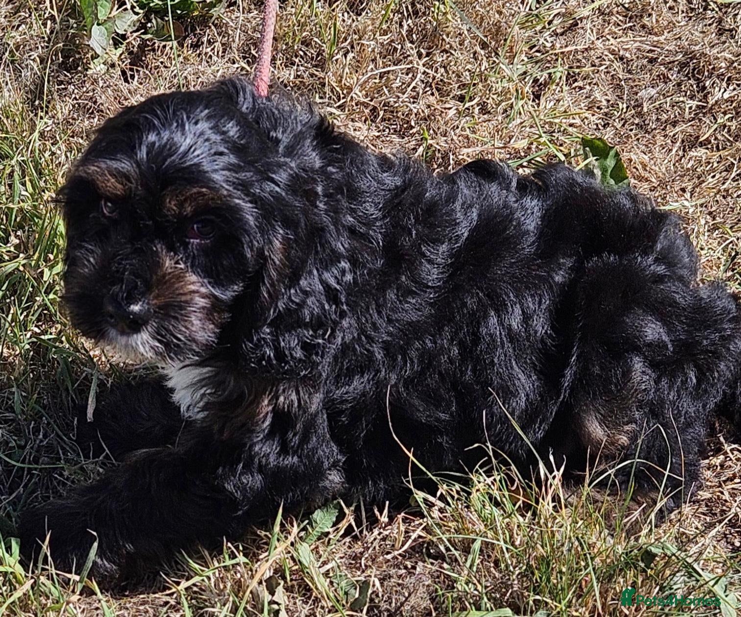 Mixed Breed dogs Lovely cavapoo x cockalier puppy for sale  - Advert 8