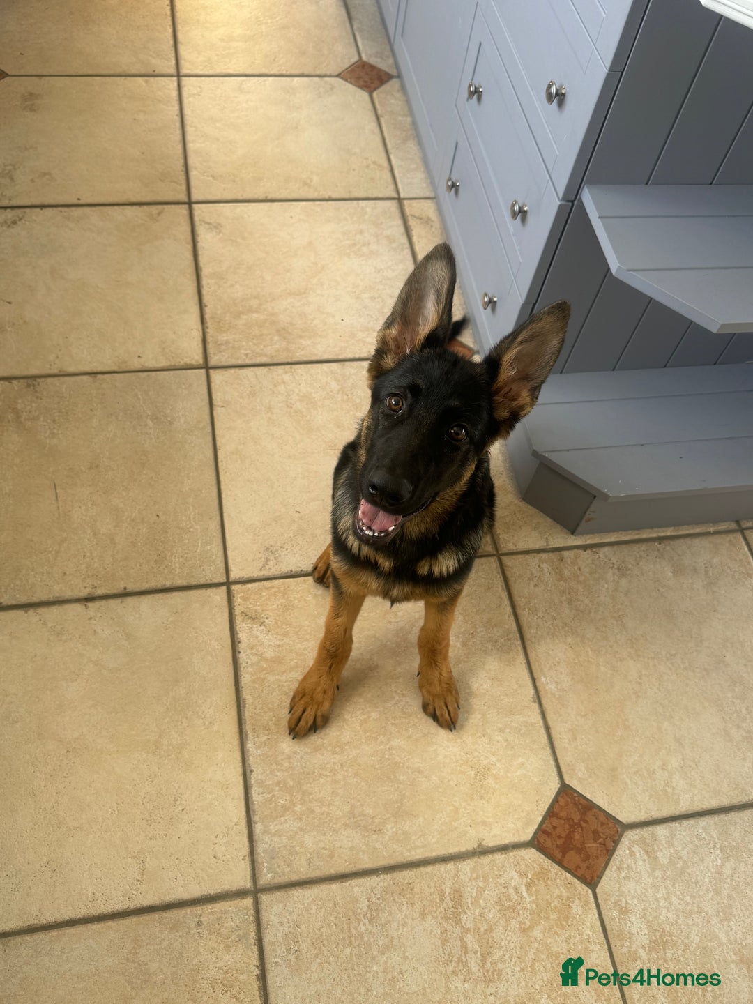 German Shepherd dogs for sale: 6 month old GSD pup  - Image 2