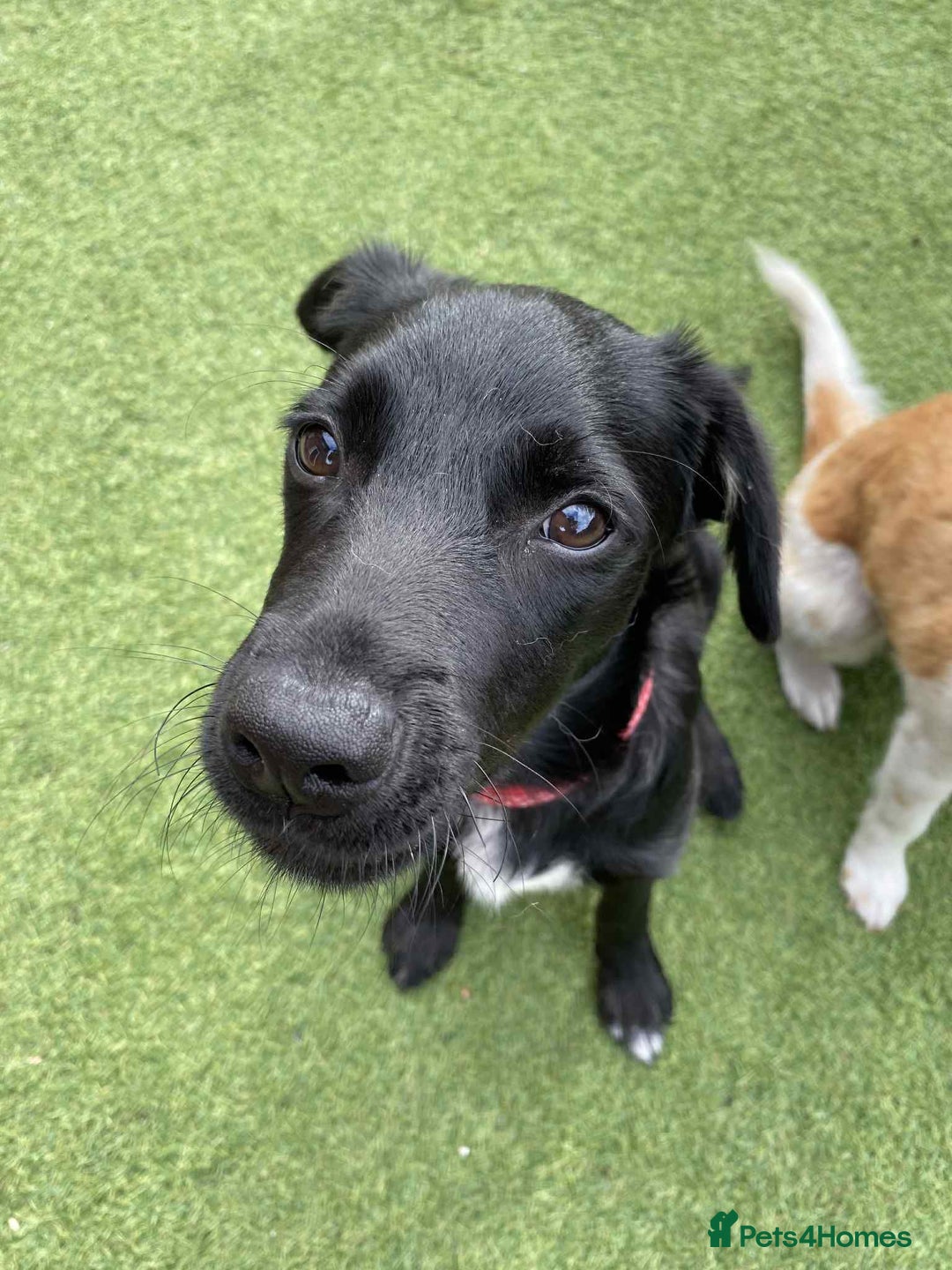 Mixed Breed dogs for adoption: Nike  - Image 3