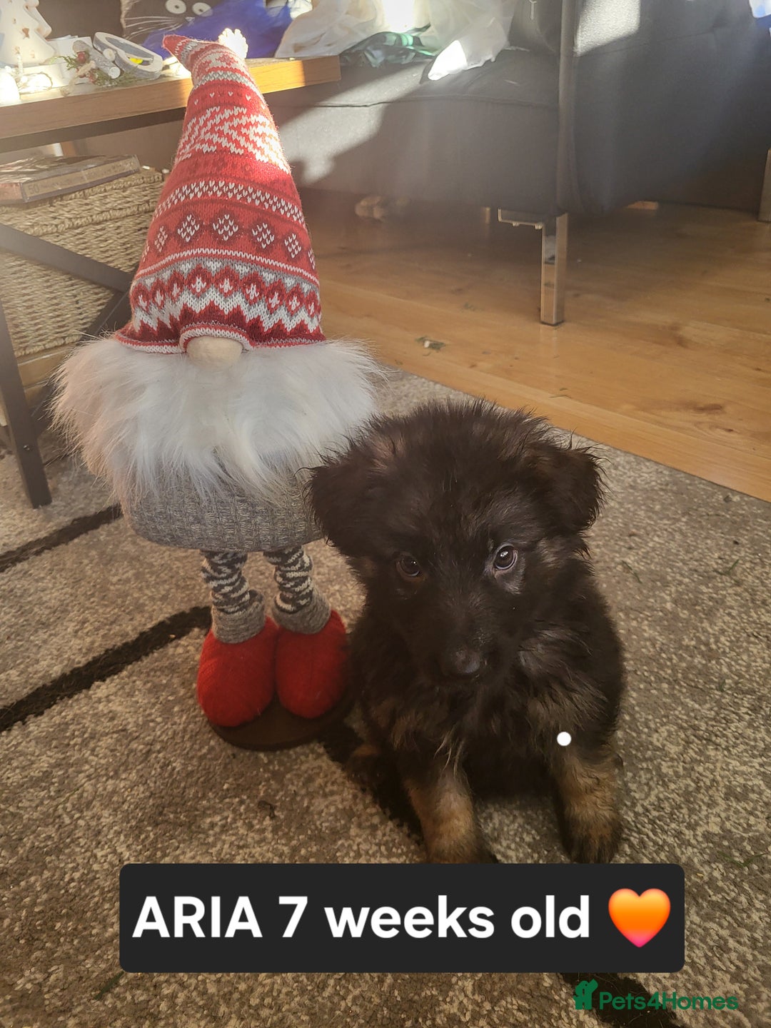 German Shepherd dogs for sale: German shepard puppies for sale - Advert 21