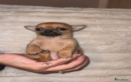 Chihuahua dogs for sale: 3 beautiful chihuahuas 2 girls 1 boy left  - Image 12
