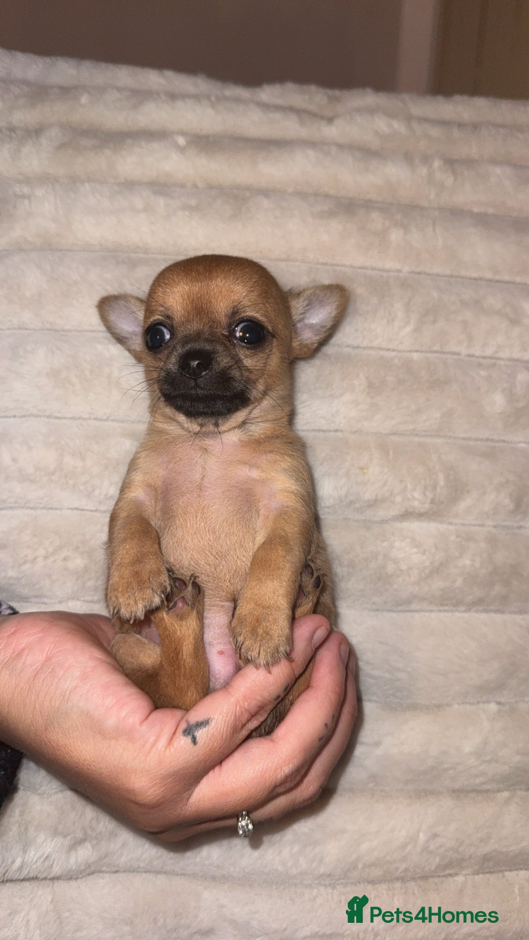 Chihuahua dogs for sale: 3 beautiful chihuahuas 2 girls 1 boy left  - Image 12