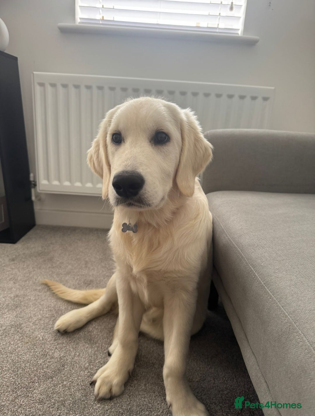 Golden Retriever dogs for sale: English Cream Golden Retriever - Advert 2