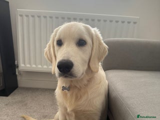 Golden Retriever dogs English Cream Golden Retriever - Advert 2