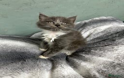 Maine Coon cats for sale: Mainecoon  - Image 7
