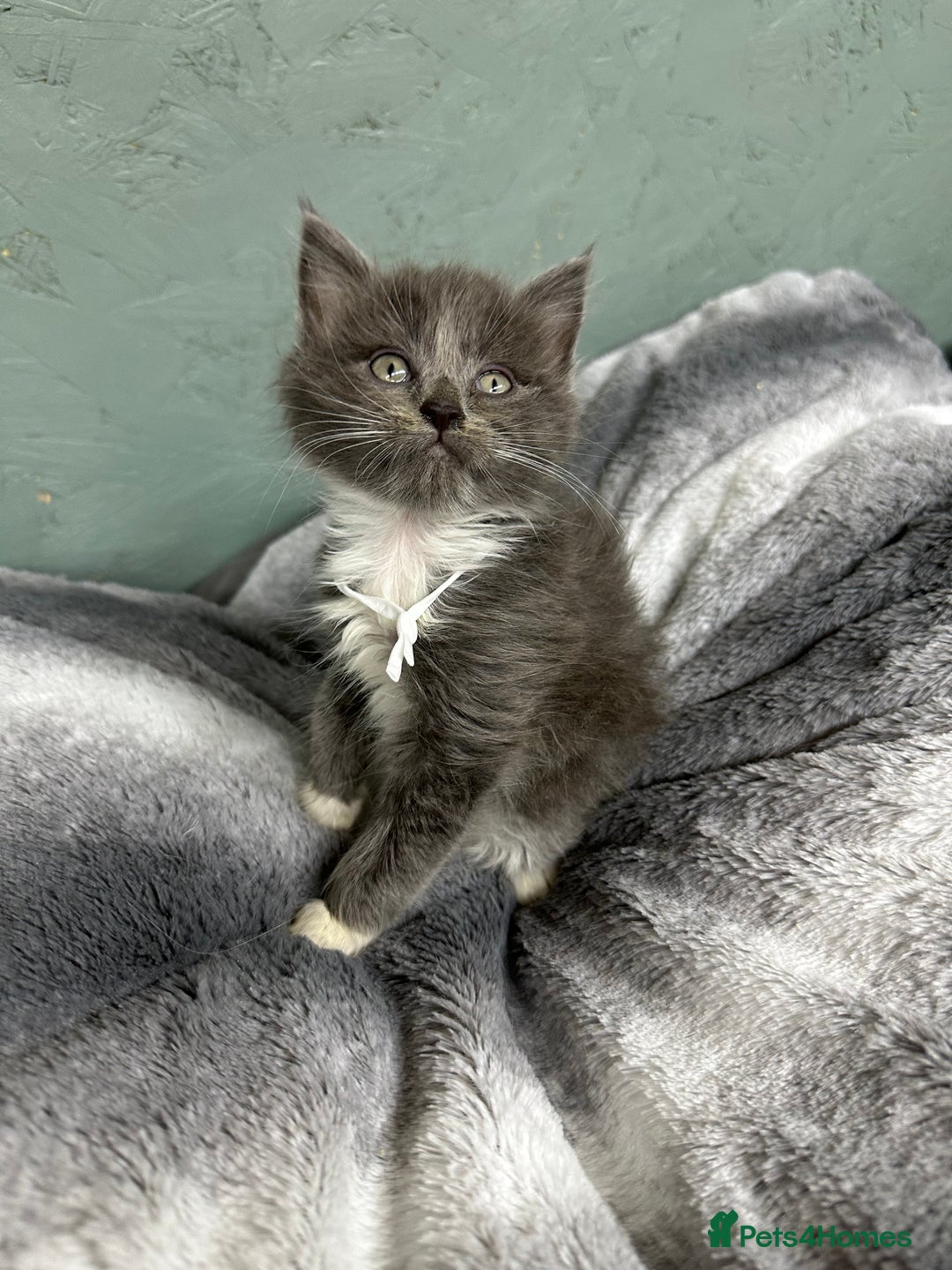 Maine Coon cats for sale: Mainecoon  - Image 7
