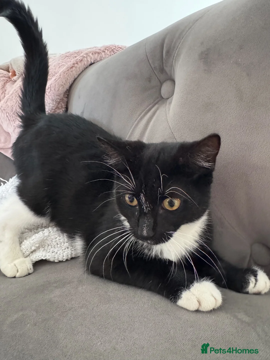 Mixed Breed cats for sale: Girl kitten needs new home being bullied by mom  - Advert 4