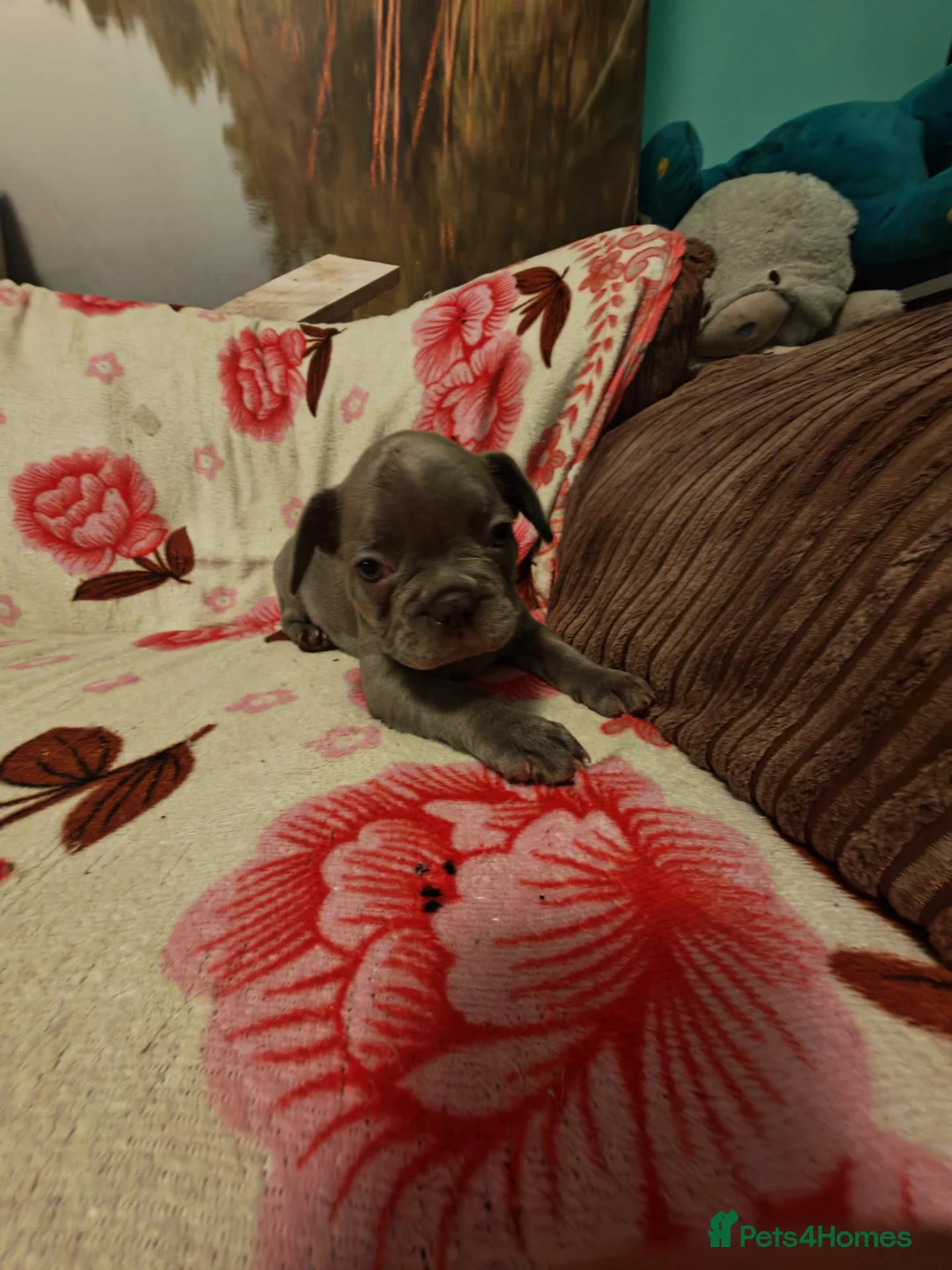 French Bulldog dogs for sale: French bulldog puppies  - Advert 10