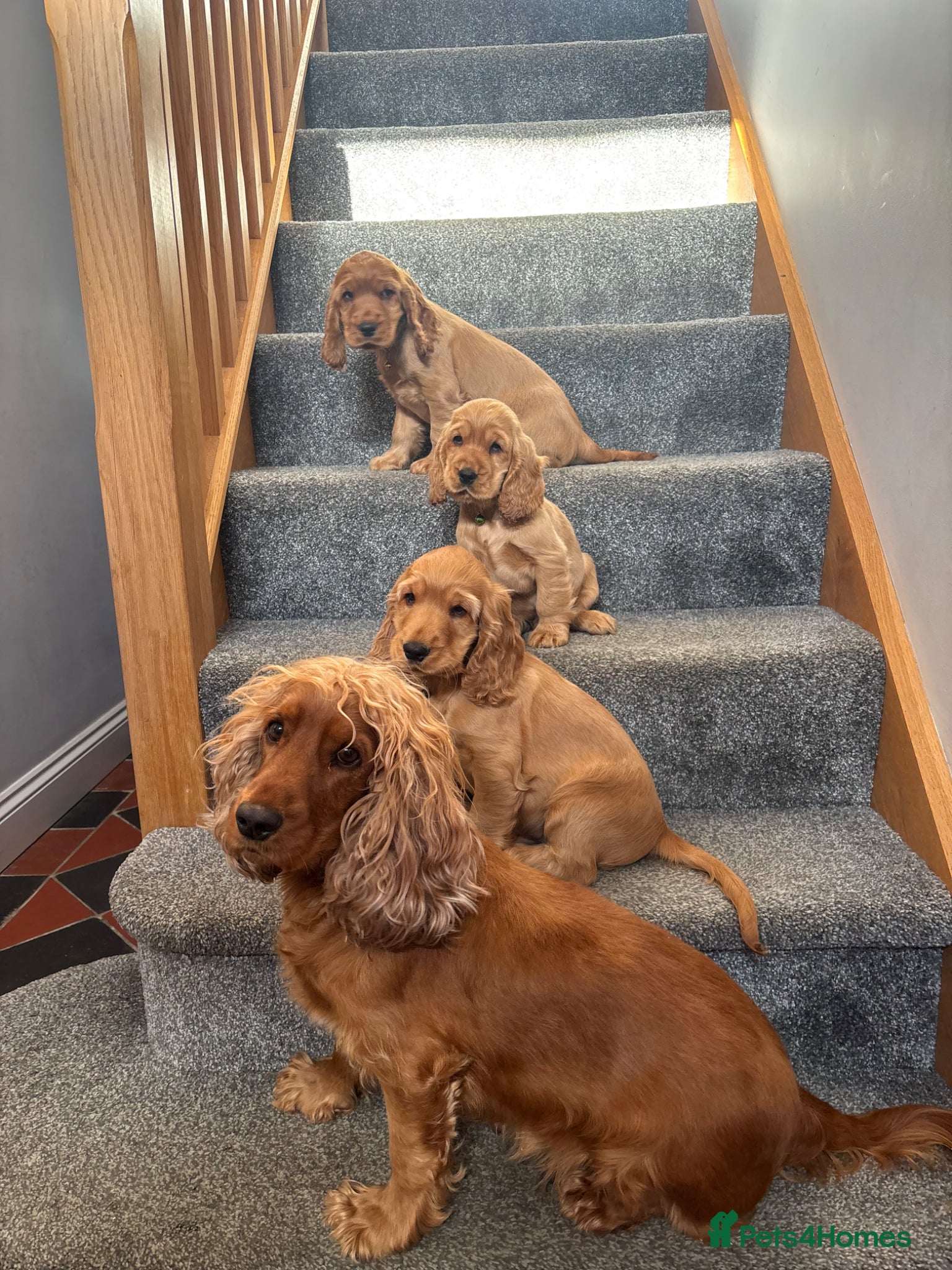 Cocker Spaniel dogs Show Cocker Spaniel puppies from family pet - Advert 11