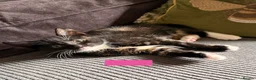 Mixed Breed cats for sale: Beautiful kittens Ready Now - Advert 5