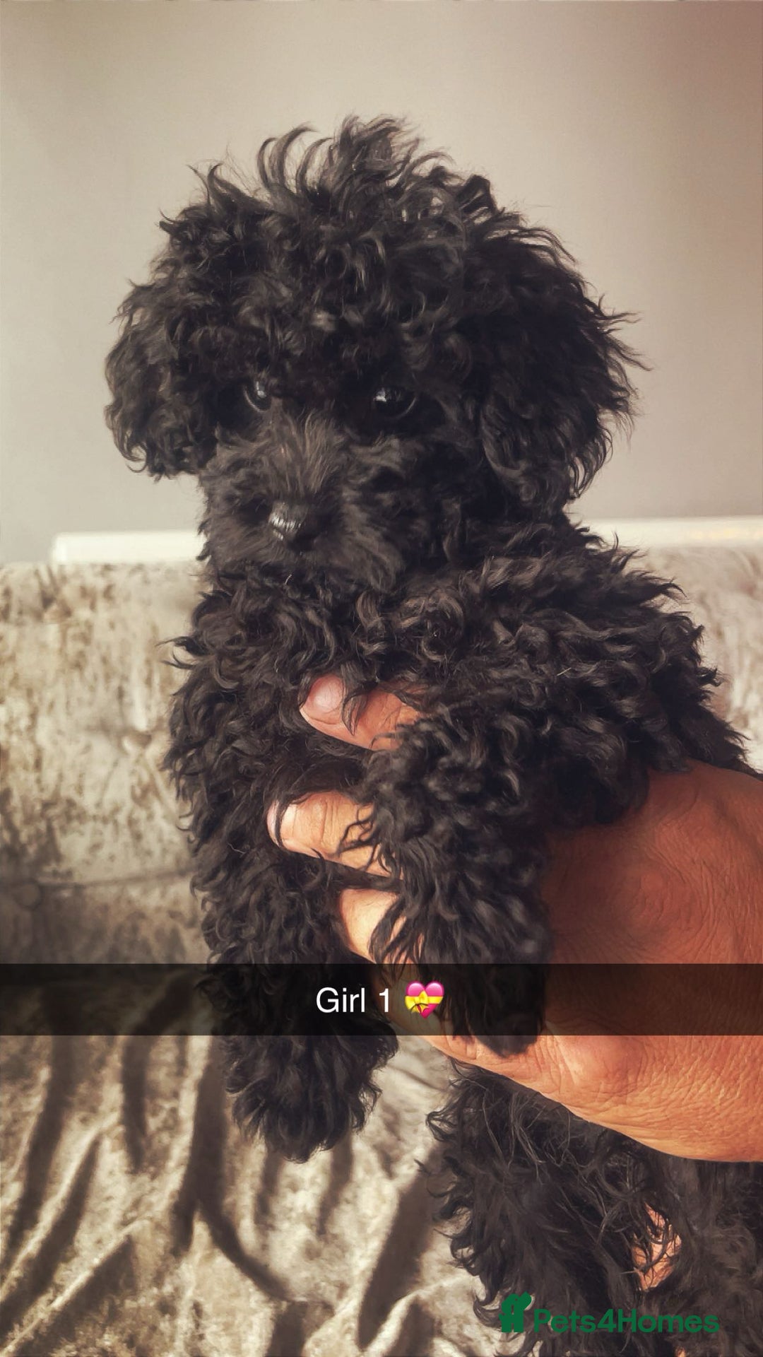 Maltipoo dogs for sale: Adorable Maltipoo puppies  - Image 1