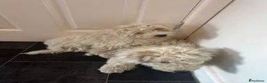Mixed Breed 4