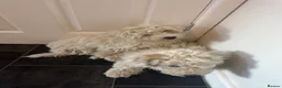 Mixed Breed dogs for sale: Dogs  - Advert 4
