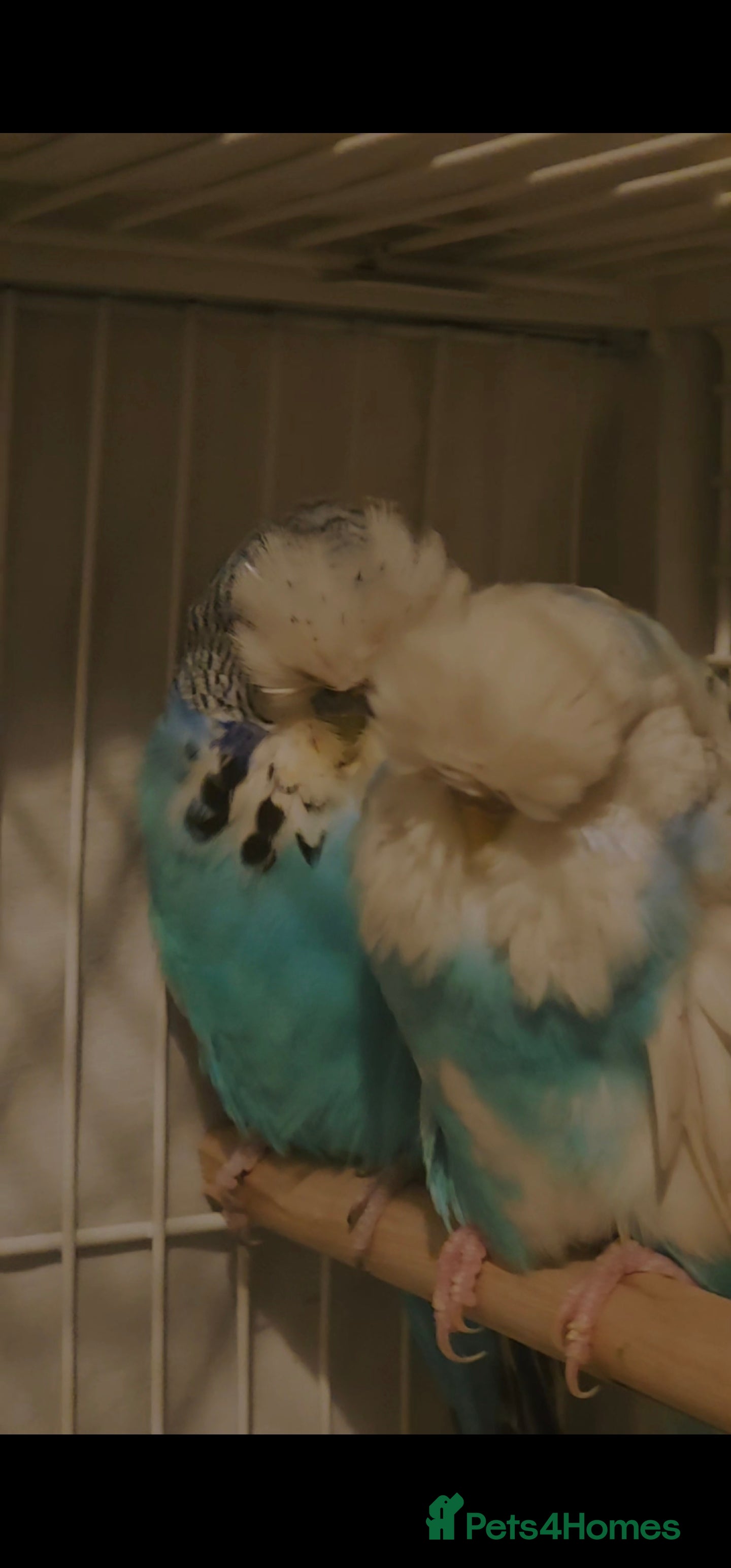 Cockatiels birds Tamed exhibation budgies - Advert 15