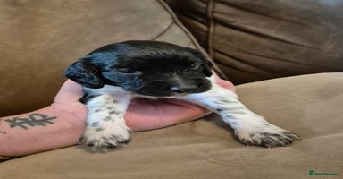 Sprocker dogs - Advert 7