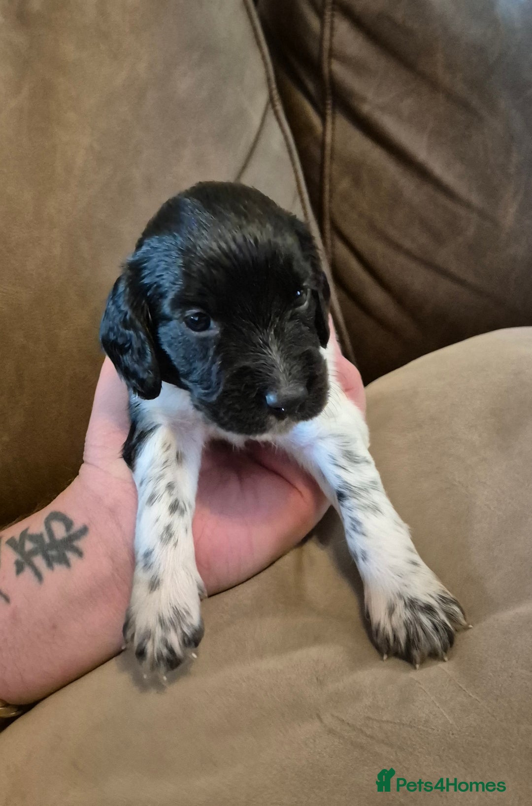 Sprocker dogs for sale: Sprocker F1  - Image 2