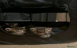 Mixed Breed cats for sale: Litter of 6 beautiful kittens - Image 16