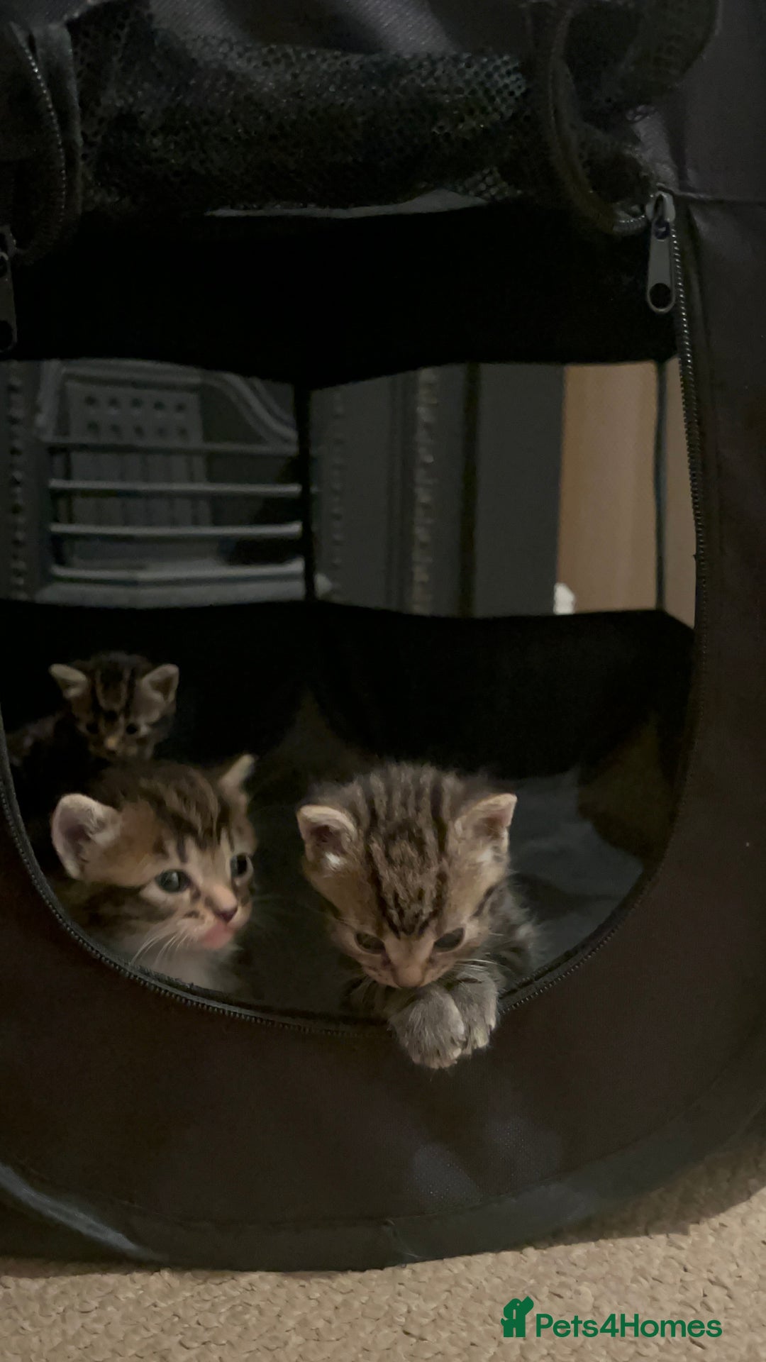 Mixed Breed cats for sale: Litter of 6 beautiful kittens - Image 16