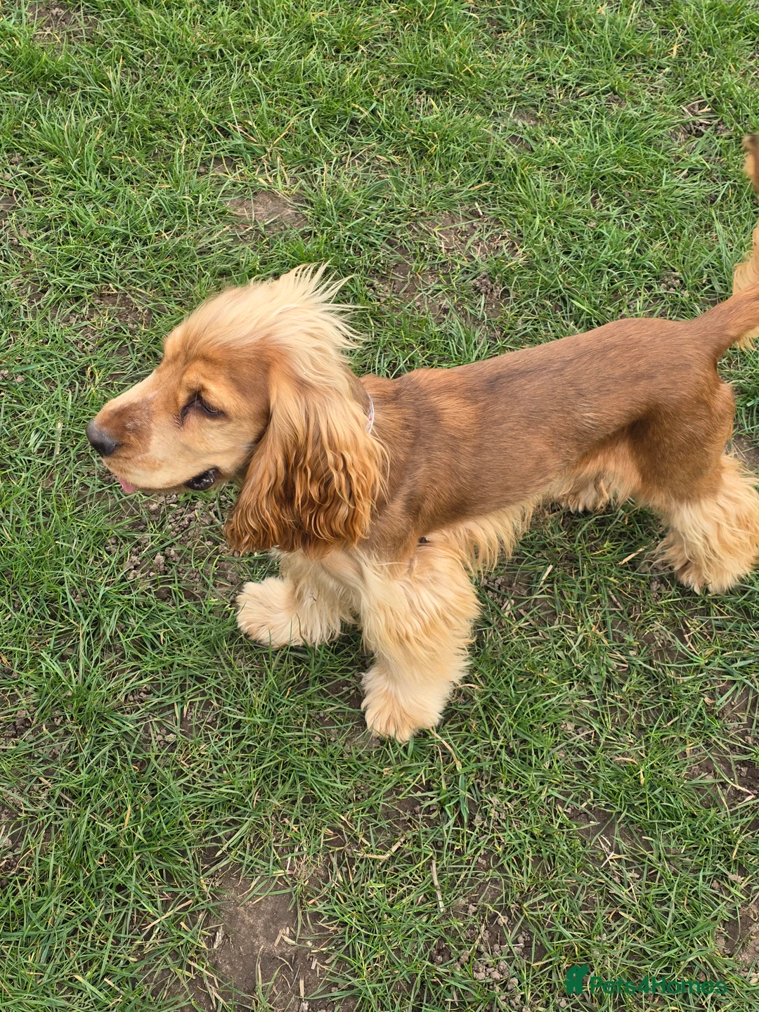 Cocker Spaniel dogs for stud: Stunning  Cocker Spaniel for stud in Northwood - Advert 2