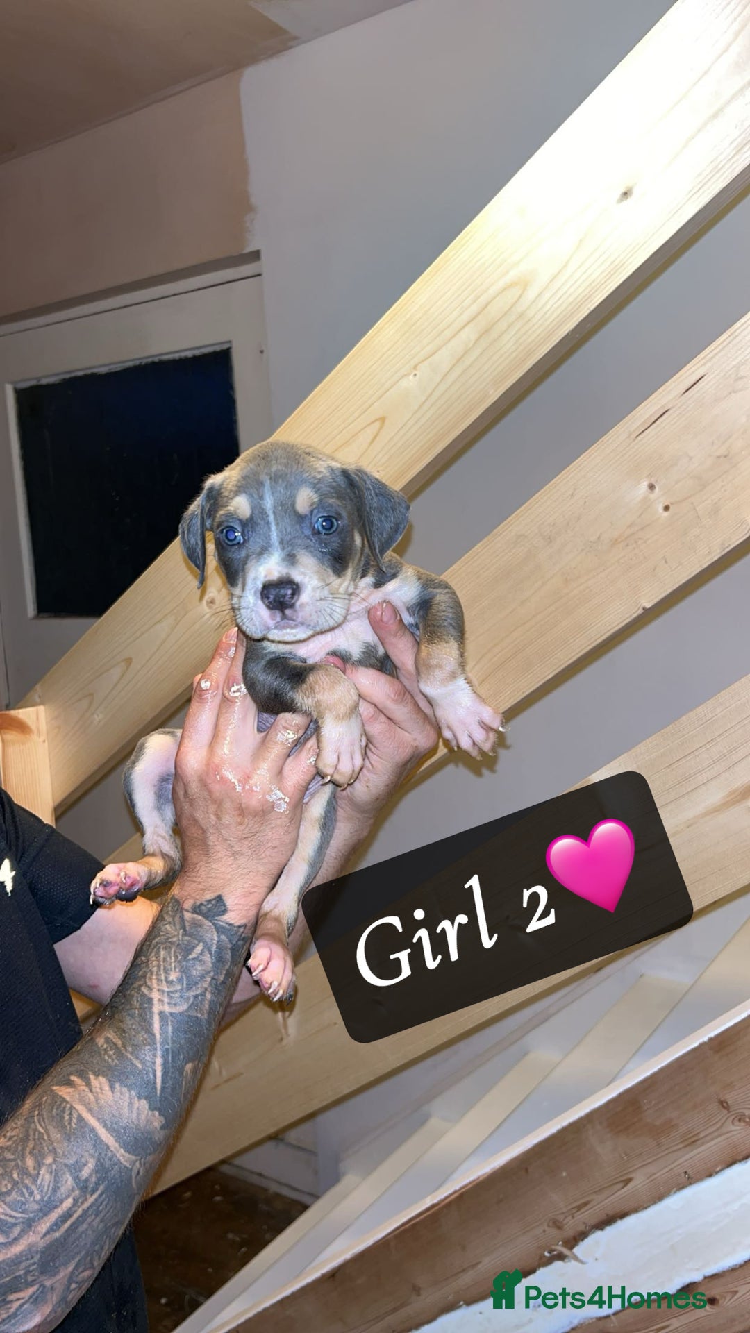 Mixed Breed dogs for sale: Cane Corso x Pocket Bully - Image 16
