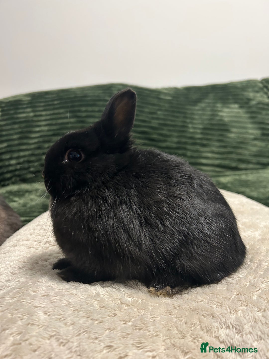 Netherland Dwarf rabbits for sale: Netherland dwarf brothers ready to go  - Advert 4