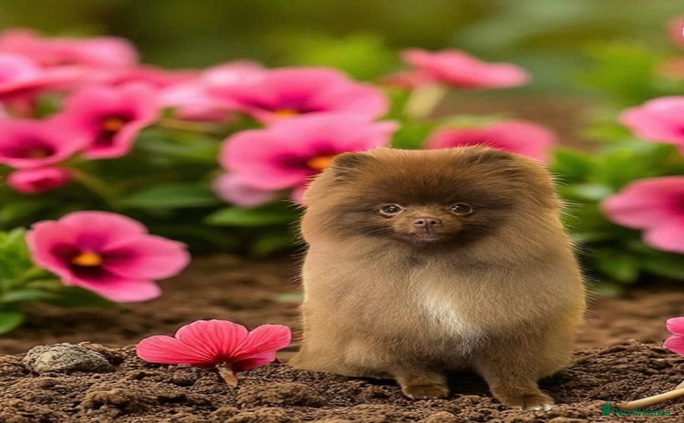 Pomeranian dogs - Advert 2