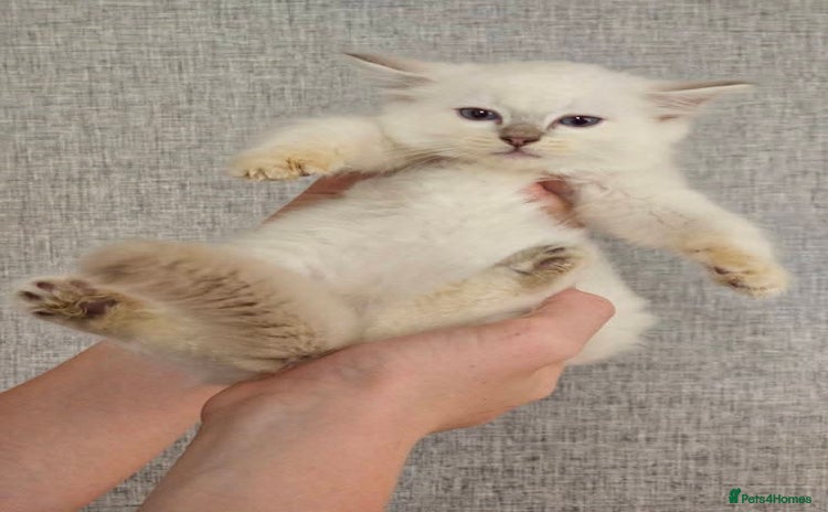 Ragdoll cats - Advert 1