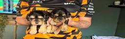 Cockapoo dogs for sale: Beautiful F2 cockapoo sable pups in Caernarfon - Advert 10