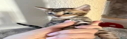 Bengal cats for sale: Beautiful Bengal Kittens Available for Reservation - Advert 8