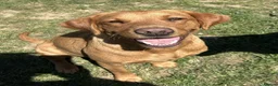 Labrador Retriever dogs for sale: Fox Red Labrador Puppies for sale - Advert 10