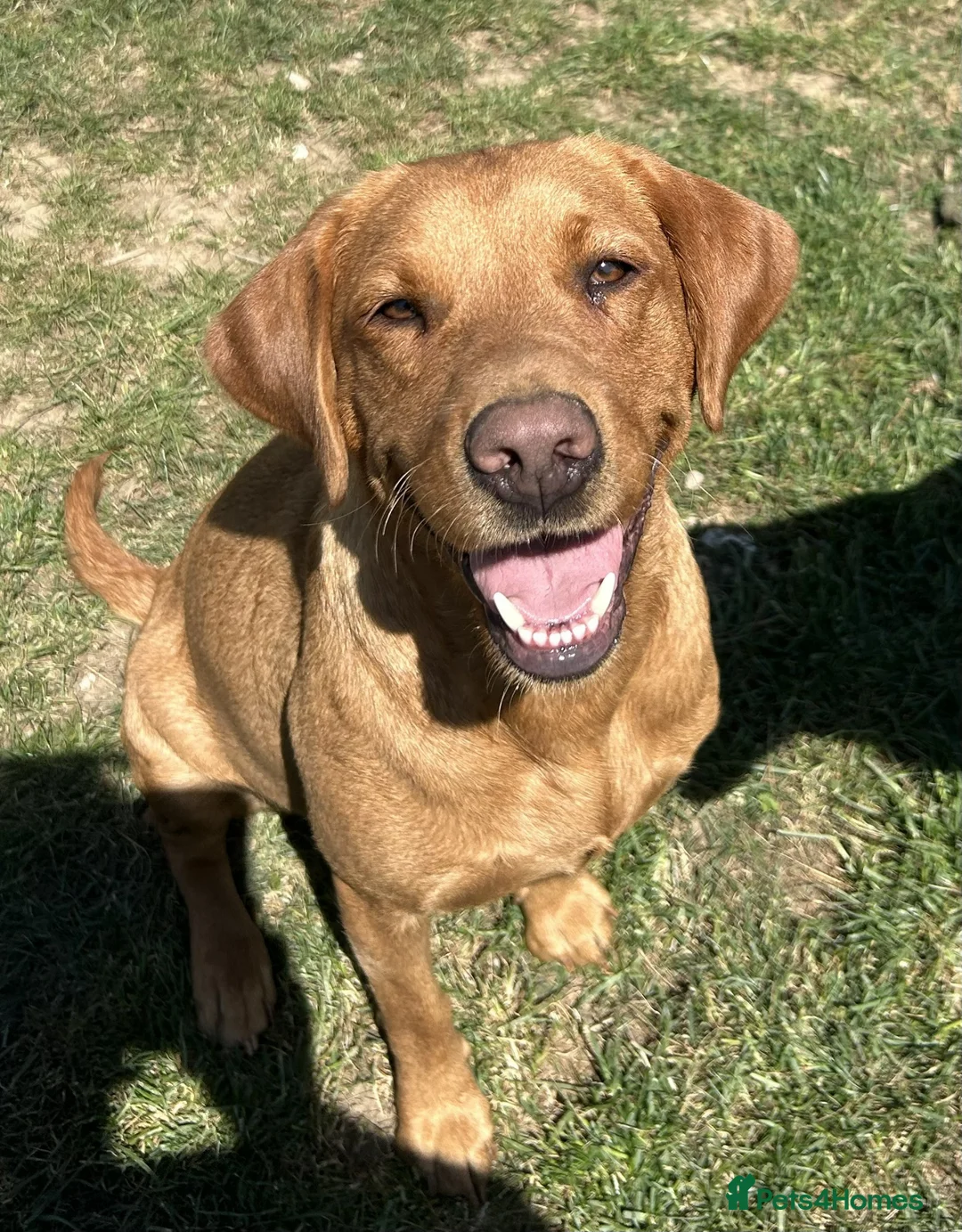 Labrador Retriever dogs for sale: Fox Red Labrador Puppies for sale - Advert 10
