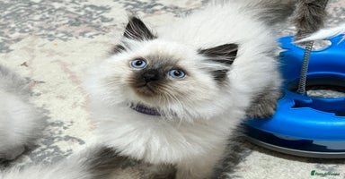Siberian cats - Advert 10