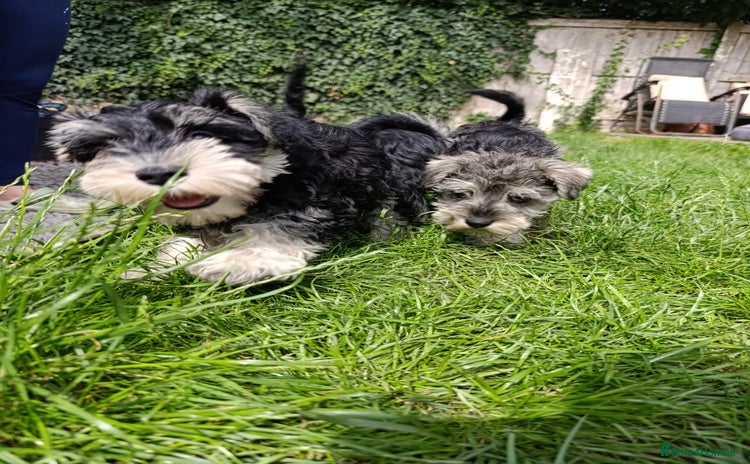 Miniature Schnauzer dogs - Advert 4